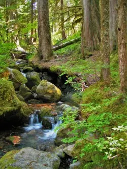 Mossy Forest Creek on Comet Falls Trail in Mt Rainier National Park 2traveldads.com