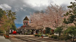 Old-Snoqualmie-Train-Depot-with-Cherry-Blossoms-Washington-10-1-250x139.jpg