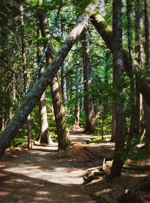 Trail of the Shadows Longmire Mt Rainier National Park 2traveldads.com