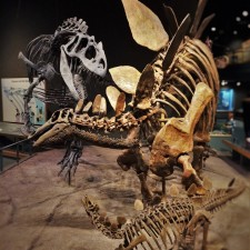 Allosaurus-and-Stegosaurus-Skeletons-in-Prehistoric-Journey-in-Denver-Museum-of-Science-and-Nature-2-225x225.jpg