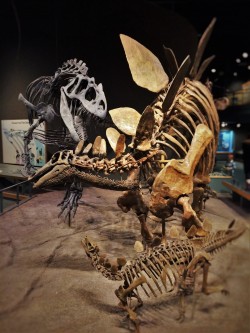 Allosaurus and Stegosaurus Skeletons in Prehistoric Journey in Denver Museum of Science and Nature 2