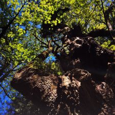 Ancient Maple Tree with burl at Bloedel Reserve Bainbridge Island 1