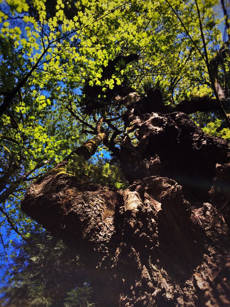 ancient-maple-tree-with-burl-at-bloedel-reserve-bainbridge-island-1