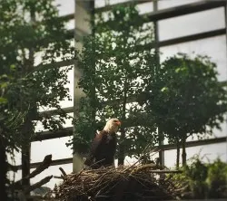 Animatronic Bald Eagle at Denver Downtown Aquarium 1