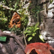 Animatronic-Orangutan-Denver-Downtown-Aquarium-2traveldads.com_-225x225.jpg