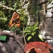 Animatronic Orangutan Denver Downtown Aquarium 2traveldads.com
