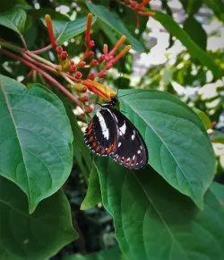 Beautiful butterfly at the Butterfly Pavilion Denver Colorado 1