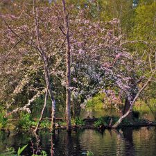 Blossoming Tree and ducks by still pond at Bloedel Reserve Bainbridge Island 1