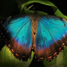 Blue-Butterfly-at-the-Butterfly-Pavilion-Denver-Colorado-3-225x225.jpg
