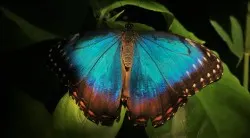 Blue Butterfly at the Butterfly Pavilion Denver Colorado 3