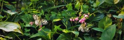Butterflies at the Butterfly Pavilion Denver Colorado 1