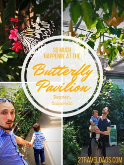 There's so much happenin' at the Butterfly Pavilion in Denver, Colorado. Bees, horseshoe crabs, butterflies, tarantuas... 2traveldads.com