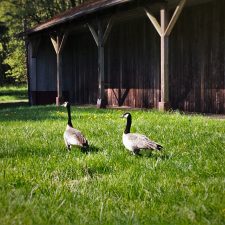 Canada-Geese-and-Sheep-Barn-at-Bloedel-Reserve-Bainbridge-Island-1-225x225.jpg