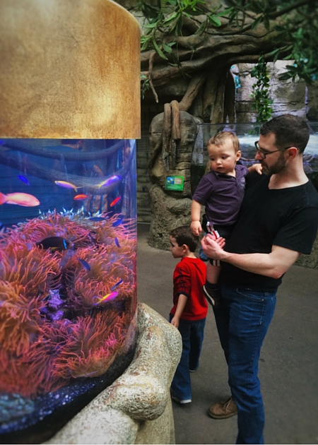 Chris Taylor and Dudes tropical tank Denver Downtown Aquarium 2traveldads.com