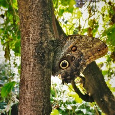 Huge-Moth-at-the-Butterfly-Pavilion-Denver-Colorado-1-225x225.jpg