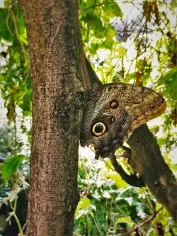 Huge Moth at the Butterfly Pavilion Denver Colorado 1