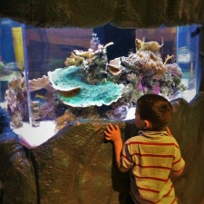 LittleMan-and-Aquarium-at-the-Butterfly-Pavilion-Denver-Colorado-1-225x225.jpg