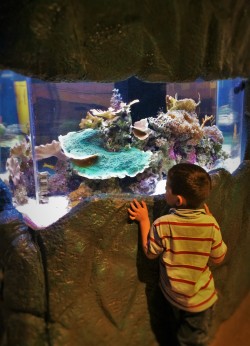 LittleMan and Aquarium at the Butterfly Pavilion Denver Colorado 1