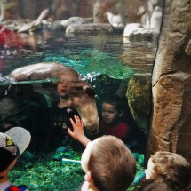 Denver's Downtown Aquarium: cool and 