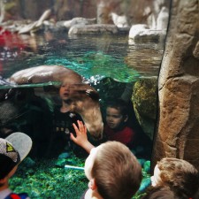LittleMan and Friends with River Otter at Denver Downtown Aquarium2