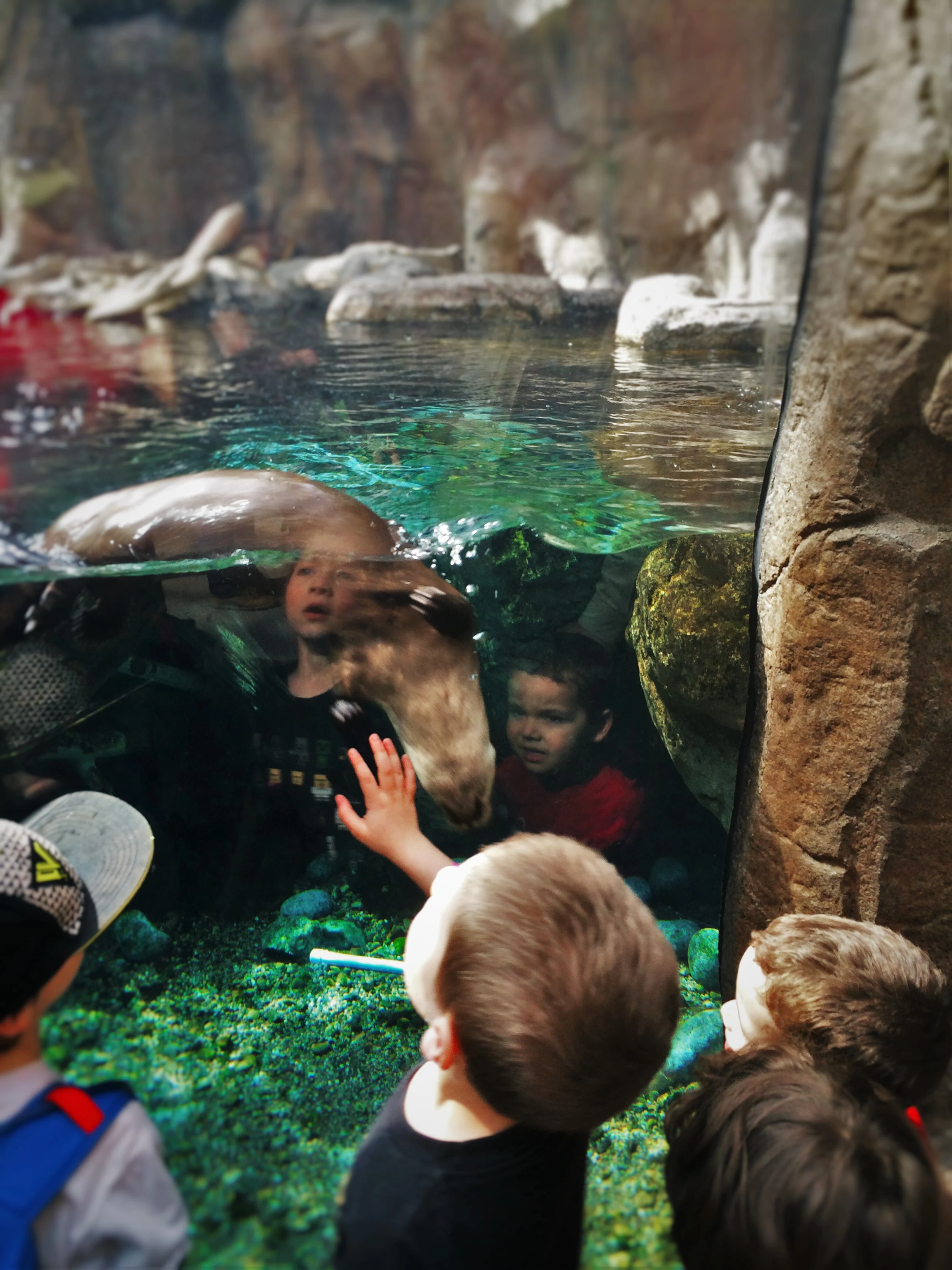 LittleMan and Friends with River Otter at Denver Downtown Aquarium2