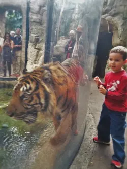 LittleMan and tiger at Denver Downtown Aquarium 1