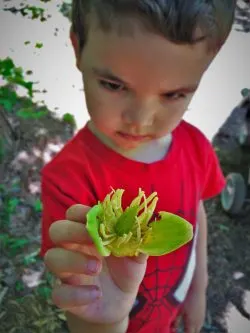 LittleMan and tree blossom at Kennesaw Mountain National Battlefield 1