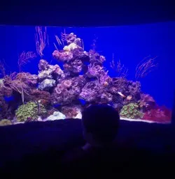 LittleMan and tropical tank at Denver Downtown Aquarium 1