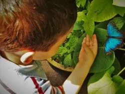 LittleMan being still for a butterfly at the Butterfly Pavilion Denver Colorado 3