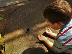 LittleMan being still for Butterfly at Butterfly Pavilion Denver 2traveldads.com