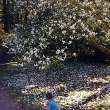 LittleMan collecting Magnolia petals at Bloedel Reserve Bainbridge Island 1