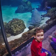 LittleMan in Shark Tube at Denver Downtown Aquarium 1