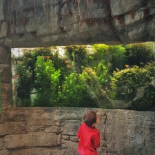 LittleMan in rainforest area at Denver Downtown Aquarium 1