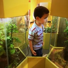 LittleMan looking at Bug Tanks at the Butterfly Pavilion Denver Colorado 1