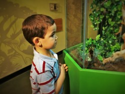 LittleMan looking at a Tarantula at the Butterfly Pavilion Denver Colorado