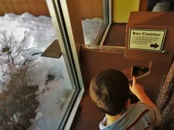 LittleMan watching bees enter their bee hive at the Butterfly Pavilion Denver Colorado 1