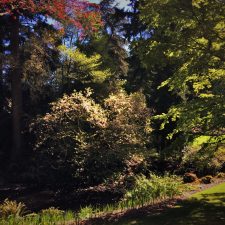Magnolia-Tree-in-Japanese-Garden-with-Reflections-at-Bloedel-Reserve-Bainbridge-Island-2-225x225.jpg