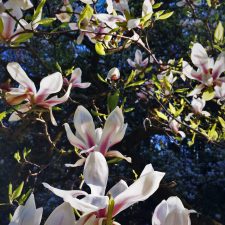 Magnolia-tree-in-bloom-at-Bloedel-Reserve-Bainbridge-Island-1-225x225.jpg