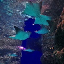 Manta-Rays-swimming-above-us-at-Denver-Downtown-Aquarium-1-225x225.jpg