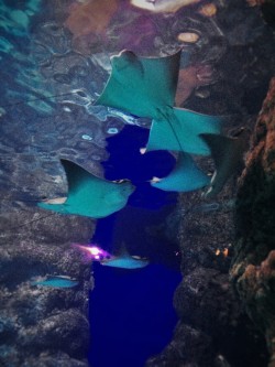 Manta Rays swimming above us at Denver Downtown Aquarium 1