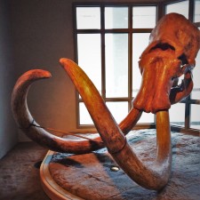 Mastodon Skull and Tusks in Prehistoric Journey in Denver Museum of Science and Nature 1
