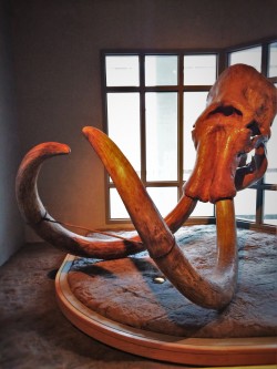 Mastodon Skull and Tusks in Prehistoric Journey in Denver Museum of Science and Nature 1