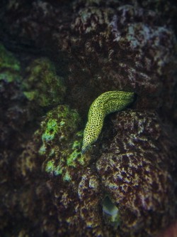 Moray Eel at Denver Downtown Aquarium 1