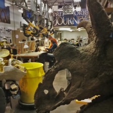 Paleontologists working in Denver Museum of Science and Nature 2