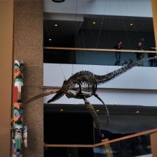 Plesiosaur-in-Entry-in-Denver-Museum-of-Science-and-Nature-1-225x225.jpg