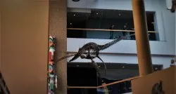 Plesiosaur in Entry in Denver Museum of Science and Nature 1