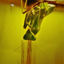 Praying-Mantis-at-the-Butterfly-Pavilion-Denver-Colorado-1-225x225.jpg