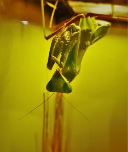 LittleMan looking at Bug Tanks at the Butterfly Pavilion Denver Colorado 1