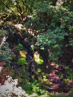 Rhododendron Waterfall at Bloedel Reserve Bainbridge Island 1