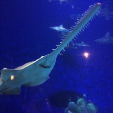 Saw Nosed Shark at Denver Downtown Aquarium 1
